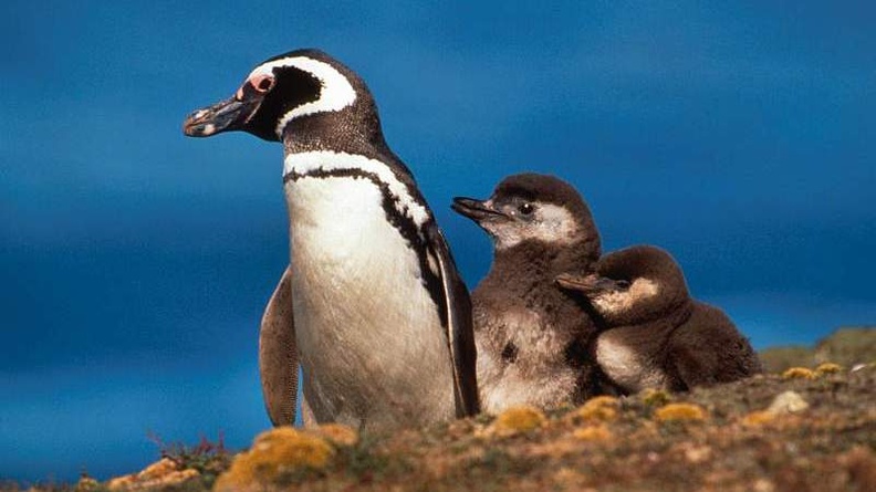 Magellanic Penguins, Falkland Islands